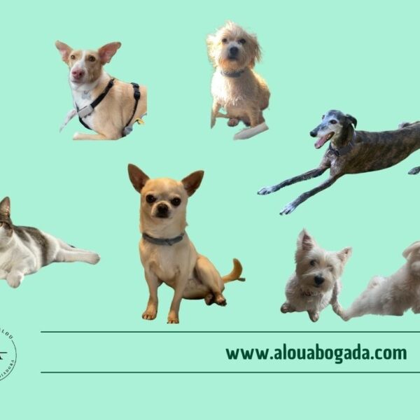 Mascotas y protección legal en el entorno familiar